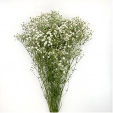 Baby's Breath (Iocal) - White (Per Bundle)