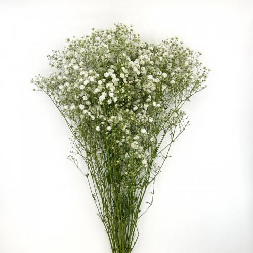 Baby's Breath (Iocal) - White (Per Bundle)