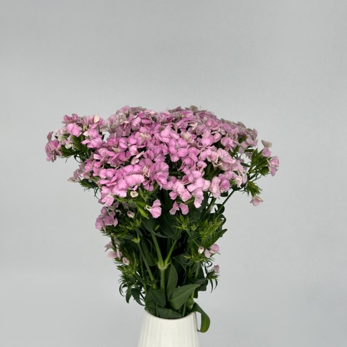 Barbatus Dianthus (Imported) - Pink (Per Bundle) Barbatus Dianthus (Imported) - Pink (Per Bundle)