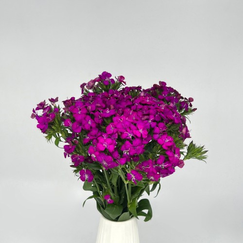 Barbatus Dianthus (Imported) - Purple (Per Bundle)