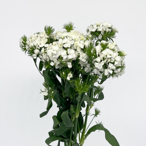 Barbatus Dianthus (Imported) - White (Per Bundle) Barbatus Dianthus (Imported) - White (Per Bundle)