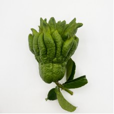 Bergamot (Imported) - Green (Per Bundle)