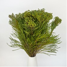 Berzelia LanugInosa (Imported) - (10 Stems)