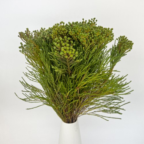 Berzelia LanugInosa (Imported) - (10 Stems)