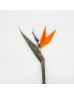 Bird Of Paradise (Local) - Orange (5 Stems) Bird Of Paradise (Local) - Orange (5 Stems)