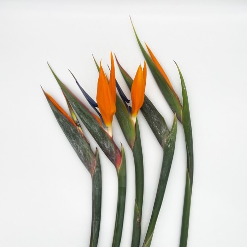 Bird Of Paradise (Local) - Orange (5 Stems) Bird Of Paradise (Local) - Orange (5 Stems)