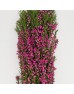 Boronia (Imported) - Pink (Per Bundle) Boronia (Imported) - Pink (Per Bundle)
