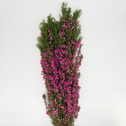 Boronia (Imported) - Pink (Per Bundle) Boronia (Imported) - Pink (Per Bundle)