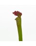 Bottle Flower (Imported) - Green/Purple (5 Stems)