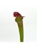 Bottle Flower (Imported) - Green/Purple (5 Stems)