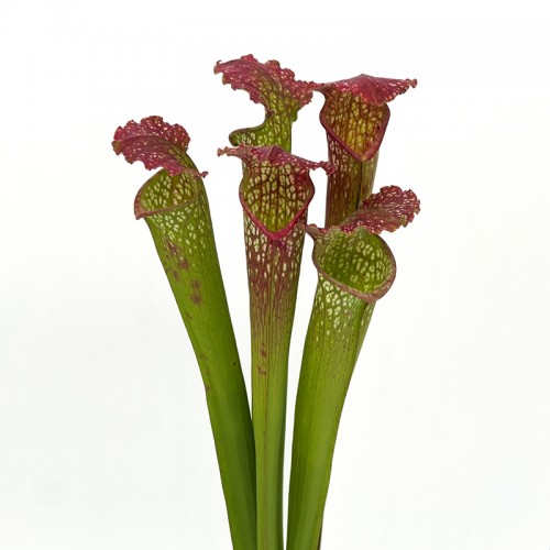 Bottle Flower (Imported) - Green/Purple (5 Stems)