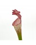 Bottle Flower (Imported) - White/Red (5 Stems)