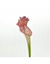 Bottle Flower (Imported) - White/Red (5 Stems)