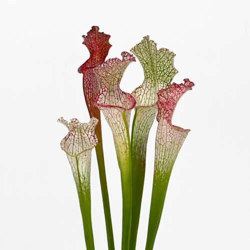 Bottle Flower (Imported) - White/Red (5 Stems)