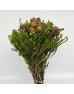 Bouquet Cone Mix Jumbo - (Per Bunch) 
