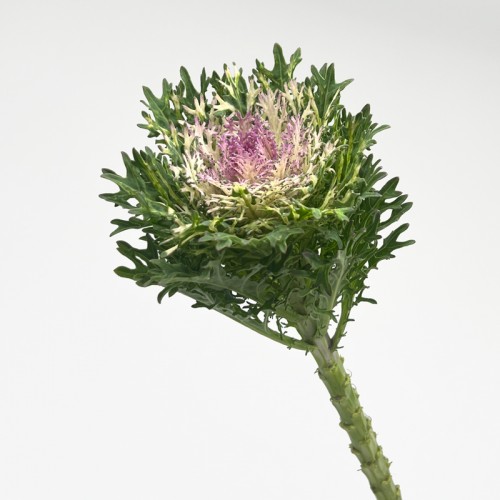 Brassica Mini (Imported) - Purple (1/5 Stem)