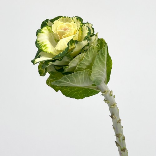 Brassica Mini (Imported) - White (1/5 Stem) Brassica Mini (Imported) - White (1/5 Stem)