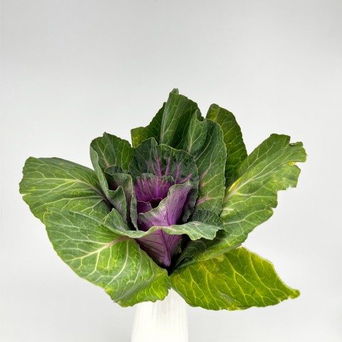 Brassica (Imported) - Purple (1 Stem)
