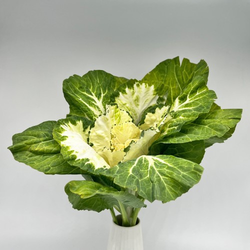 Brassica (Imported) - White (1 Stem)
