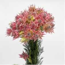 Serruria Brushing Brides Flower (Imported) - (Per Bunch)