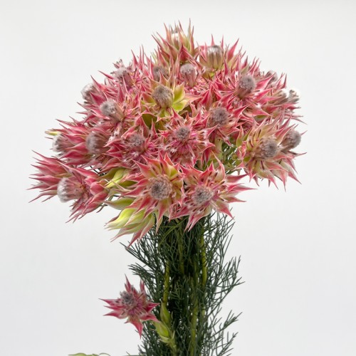 Serruria Brushing Brides Flower (Imported) - (Per Bunch)