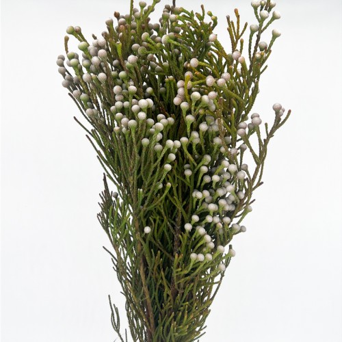 Brunia Noduliflora (Imported) - (5/10 Stems)