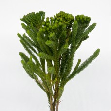 Brunia Albigreen (Imported) - (5 Stems) Brunia Albigreen (Imported) - (5 Stems)