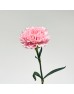 Carnations (Imported) - Damina 粉佳人 (10/20 Stems)