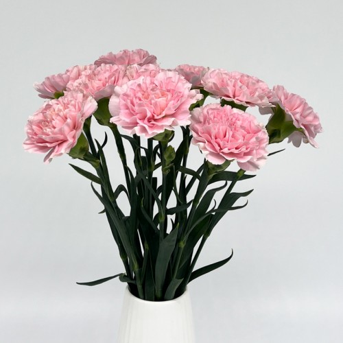 Carnations (Imported) - Damina 粉佳人 (10/20 Stems)