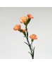 Spray Carnation (Imported) - Orange (10/20 Stems) Spray Carnation (Imported) - Orange (10/20 Stems)