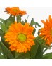 Calendula (Imported) - Orange (5 Stems)