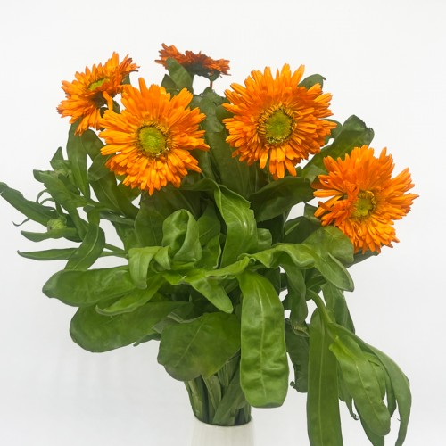 Calendula (Imported) - Orange (5 Stems)
