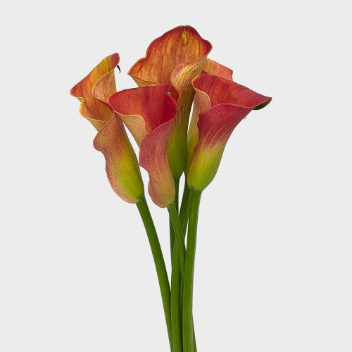 Calla Lily (Imported) - Orange (5 Stems)