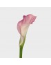 Calla Lily (Imported) - Pink (5 Stems)