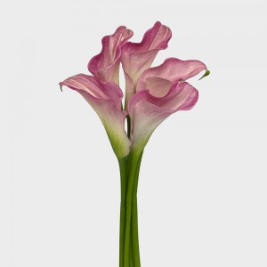 Calla Lily (Imported) - Pink (5 Stems) Calla Lily (Imported) - Pink (5 Stems)