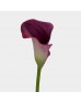 Calla Lily (Imported) - Purple (5 Stems)