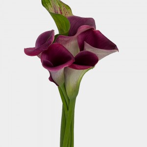 Calla Lily (Imported) - Purple (5 Stems) Calla Lily (Imported) - Purple (5 Stems)