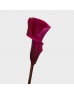 Calla Lily (Imported) - Red (5 Stems)