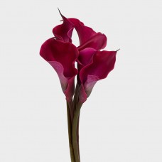 Calla Lily (Imported) - Red (5 Stems) Calla Lily (Imported) - Red (5 Stems)