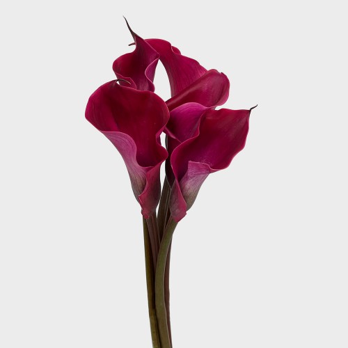 Calla Lily (Imported) - Red (5 Stems)