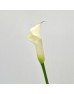 Calla Lily (Imported) - White (5 Stems) Calla Lily (Imported) - White (5 Stems)