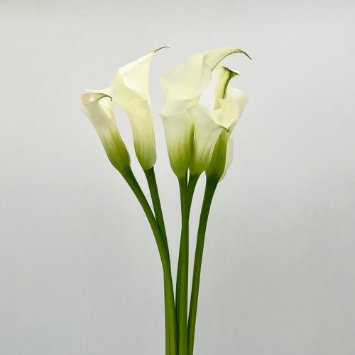 Calla Lily (Imported) - White (5 Stems) Calla Lily (Imported) - White (5 Stems)