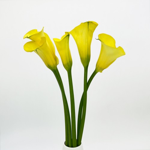 Calla Lily (Imported) - Yellow (5 Stems) Calla Lily (Imported) - Yellow (5 Stems)