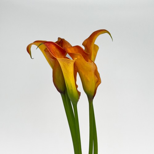 Calla Lily (Imported) - Orange (5 Stems) Calla Lily (Imported) - Orange (5 Stems)