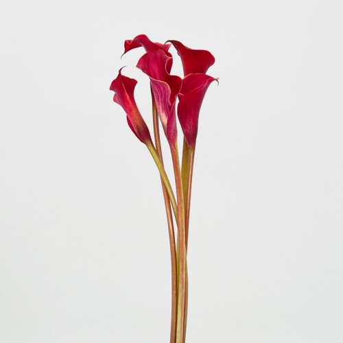 Calla Lily (Imported) - Red (5 Stems) Calla Lily (Imported) - Red (5 Stems)