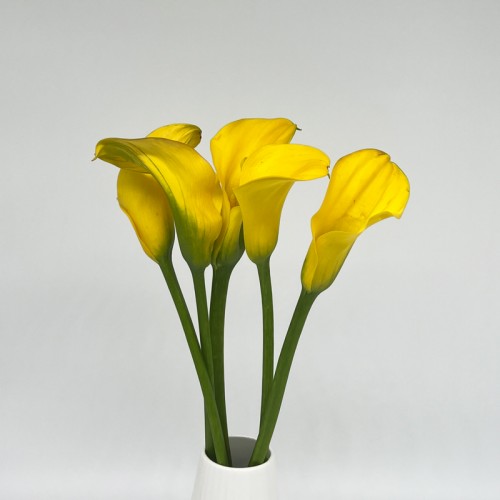 Calla Lily (Imported) - Yellow (5 Stems)