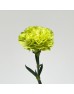 Carnations (Imported) - Green 绿 (10/20 Stems)