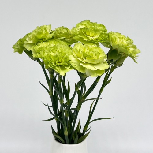 Carnations (Imported) - Green 绿 (10/20 Stems)