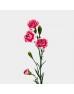 Spray Carnation (Imported) - Two Tone Cherry (10/20 Stems) Spray Carnation (Imported) - Two Tone Cherry (10/20 Stems)