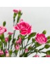 Spray Carnation (Imported) - Two Tone Cherry (10/20 Stems) Spray Carnation (Imported) - Two Tone Cherry (10/20 Stems)